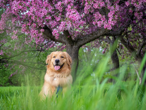 A Golden Retriever under the flower of crab apple trees in the spring at Lincoln Fields Station in Ottawa, capital of Canada