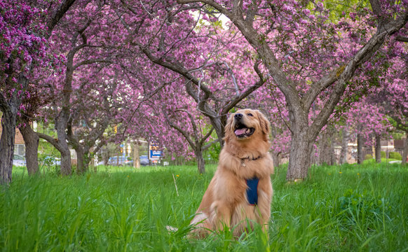 A Golden Retriever under the flower of crab apple trees in the spring at Lincoln Fields Station in Ottawa, capital of Canada