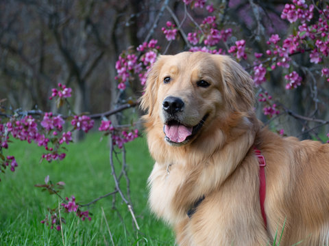 A Golden Retriever under the flower of crab apple trees in the spring at Lincoln Fields Station in Ottawa, capital of Canada