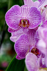 orchids with pink veins close up