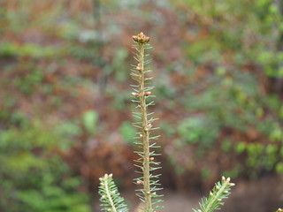 fern in forest