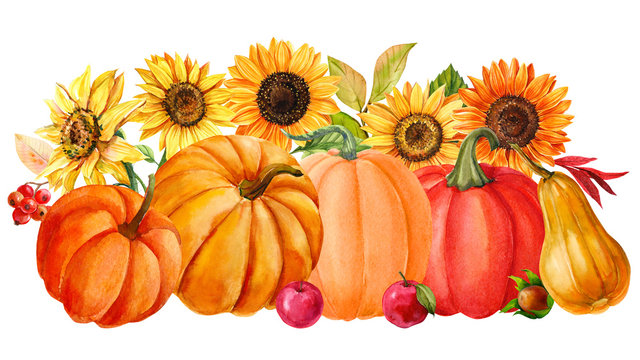 autumn flower bouquets, harvest sunflowers and orange pumpkins on an isolated white background, watercolor illustration, botanical painting
