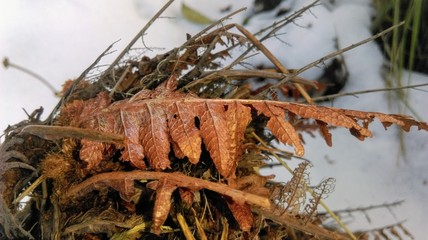 brown leaves on snow