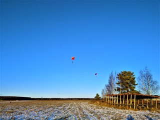 Fototapeta na wymiar Winter landscape with blue sky and snow with trees and skydivers with colored parachutes