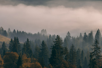 Beautiful autumn scenic panorama of foggy valley at Carpathian mountains at early morning before sunrise. Grass hill with yellow trees on foreground.