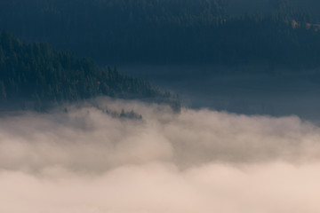 Beautiful scenic panorama of foggy Carpathian mountains at early morning. Green spruce forest on and fog beneath mountain hills.