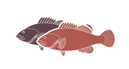 Spotted Grouper.  Isolated grouper on white background