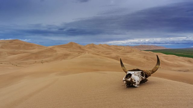 Bull skull in the sand desert at sunset. Death concept. Timelapse 4k