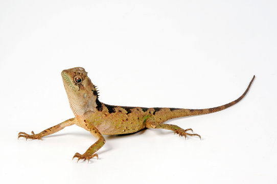 Schwarzkopf-Nackenstachler (Acanthosaura lepidogaster) - Brown Pricklenape