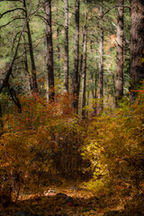 Fall for Planet Sedona