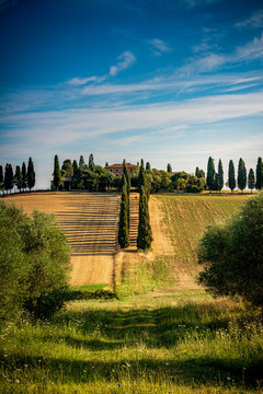 Beautiful morning light over cypress hill. Travel destination Tuscany, Val d'Orcia, Italy