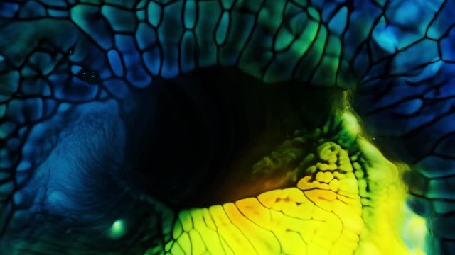 Abstract ink swirl background. Fantastic structure of colorful paint. Liquid color ink explosion. Macro shooting 4K UHD footage