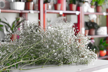 Gypsophyla paniculata double white. Florist workplace.
