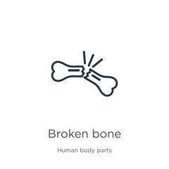 Broken bone icon. Thin linear broken bone outline icon isolated on white background from human body parts collection. Line vector broken bone sign, symbol for web and mobile