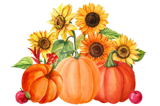 autumn flower bouquets, harvest sunflowers and orange pumpkins on an isolated white background, watercolor illustration, botanical painting