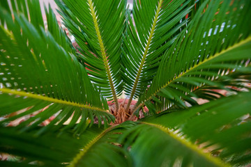 young palm tree with outstretched branches