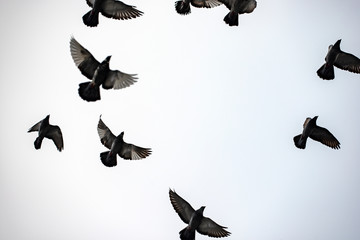 silhouettes of dovs, dublin