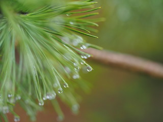 dew on grass