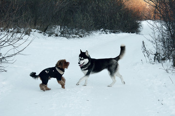 dogs playing in the snow, frolicking huskies and Terriers, funny active dogs