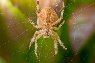 Big orange spider on spider web with blurred green and brown leafs in background
