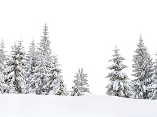 Fir trees covered snow in winter spruce forest on white background with space for text