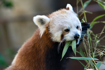 Naklejka premium red Panda, cat bear close-up eating bamboo leaves