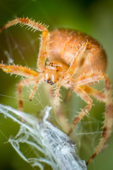 Big orange spider on spider web with blurred green and brown leafs in background