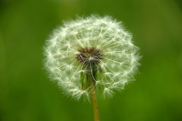 dandelion on a background of green meadow
