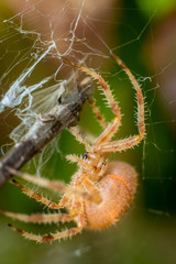 Big orange spider on spider web with blurred green and brown leafs in background