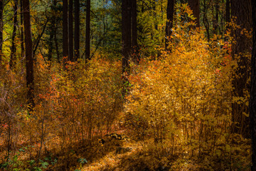 Fall for Planet Sedona