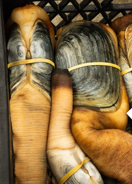 Geoducks ready for transport to market