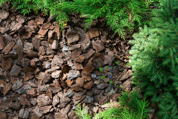 Obraz premium Alpine hill of conifers and shrubs is mulched with bark.