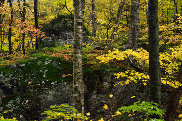 Fall forest colors at Smugglers Notch State Park with moss covered boulders