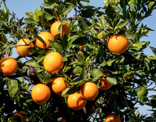 Fresh  oranges  on the tree branch in Spanish garden