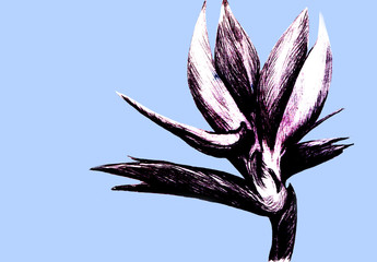 Bird of paradise (Strelitzia reginae) flower isolated on blue background. Hand drawn botanical illustration, exotic tropical plant. Graphic style design element. For greeting card, invitation, print.