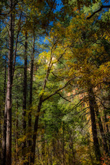 Fototapeta premium Fall for Planet Sedona