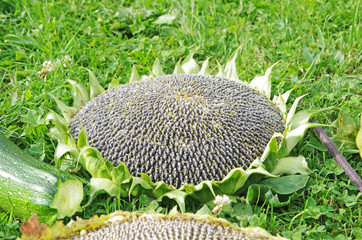 Słoneczniki © Patdrig Torc