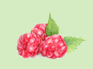 Raspberry with leaves in closeup. Watercolor illustration. Hand drawn berries painting isolated on green background. Botanical realistic art.