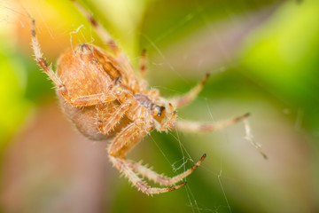 Big orange spider on spider web with blurred green and brown leafs in background