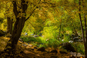 Fall for Planet Sedona