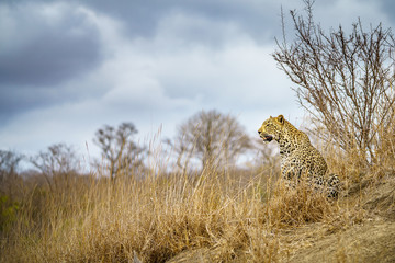 leopard in kruger national park, mpumalanga, south africa 64