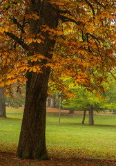 Gorgeous large orange leafed tree with Tacoma's Wright Park lawn in the background on an autumn day