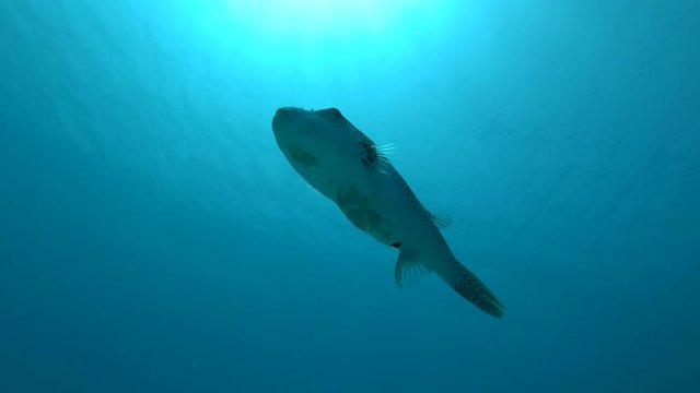 Pufferfish slowly swim in the blue water background. Low-angle shot, Blackspotted Puffer (Arothron stellatus) 