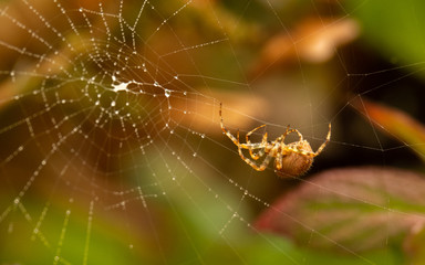 Spider in web on foggy morning