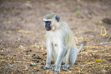 Naklejka na ściany i meble vervet monkey in kruger national park, mpumalanga, south africa 5