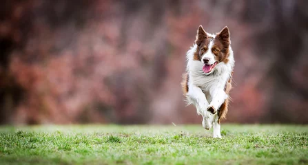 Foto auf Acrylglas Adult brown white border collie run very fast in training day. Happy dog jump side view. © Milan