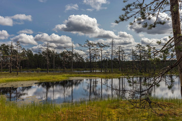 Fototapeta premium Wooden boardwalk through beautiful forest and swamp. Estonia