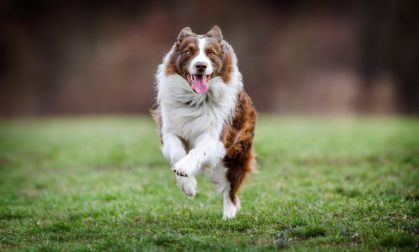 Adult Brown White Border Collie Run Very Fast In Training Day. Happy Dog Jump Side View.