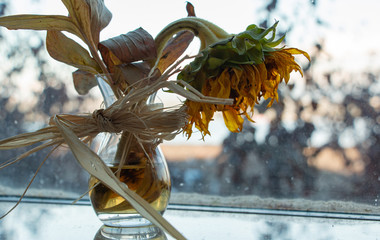 Dying sunflower blossom speaks of the coming Fall season