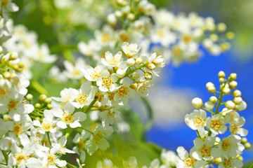 Beautiful white blooming bird cherry against the blue sky, macro. Delicate spring image of a blossoming garden. Spring background